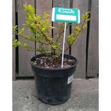 Барбарис Тунберга Ауреа (Aurea) С2