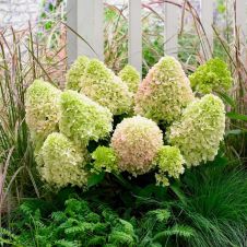 Гортензия метельчатая Литл Фреско (Little Fresco)