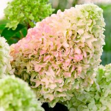 Гортензия метельчатая Литл Фреско (Little Fresco)
