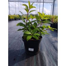 Гортензия метельчатая Литл Фреско (Little Fresco)