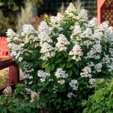 Гортензия метельчатая White Lady (Вайт леди) С5 30-40 см