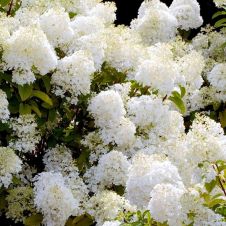 Гортензия метельчатая White Lady (Вайт леди) С5 30-40 см