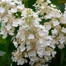 Гортензия метельчатая White Lady (Вайт леди) С5 30-40 см