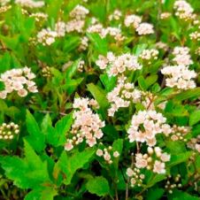 Пузыреплодник калинолистный Литл Грини (Little Greeny) C0.75