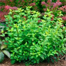 Пузыреплодник калинолистный Литл Грини (Little Greeny) C0.75