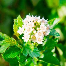 Пузыреплодник калинолистный Литл Грини (Little Greeny) C0.75