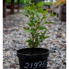 Пузыреплодник калинолистный Литл Грини (Little Greeny) C0.75
