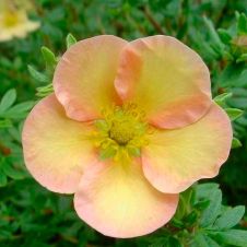 Лапчатка кустарниковая Daydawn (Дэйдаун) P13