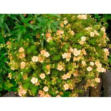 Лапчатка кустарниковая Daydawn (Дэйдаун) P13