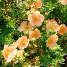 Лапчатка кустарниковая Daydawn (Дэйдаун) P13