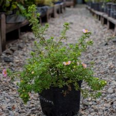 Лапчатка кустарниковая Daydawn (Дэйдаун) P13