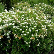 Спирея японская Альбифлора (Albiflora) C3