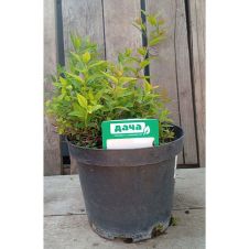 Спирея японская Альбифлора (Albiflora) C3