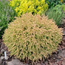 Туя западная Golden tuffet (Голден тюффе) С1,5