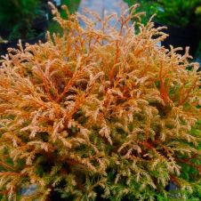 Туя западная Golden tuffet (Голден тюффе) С1,5
