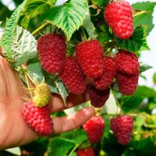 Саженец Малина Краса России С3