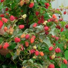 Саженец Малина Краса России С3