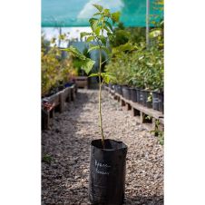 Саженец Малина Краса России С3