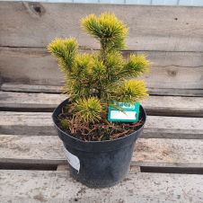Сосна горная Winter Gold (Винтер Голд) C5 25-35 см