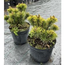 Сосна горная Winter Gold (Винтер Голд) C5 25-35 см