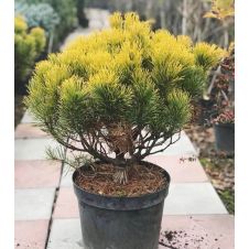 Сосна горная Winter Gold (Винтер Голд) C5 25-35 см