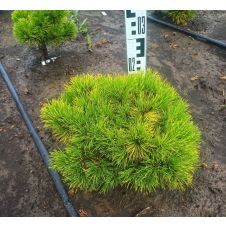 Сосна горная Winter Gold (Винтер Голд) C5 25-35 см