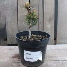 Сосна горная Якобсен (Jakobsen) С2 20-30 см