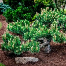 Сосна горная Якобсен (Jakobsen) С2 20-30 см