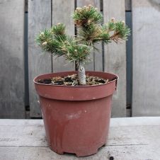 Сосна горная Якобсен (Jakobsen) С5 25-30 см