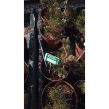 Сосна горная Якобсен (Jakobsen) С5 25-30 см