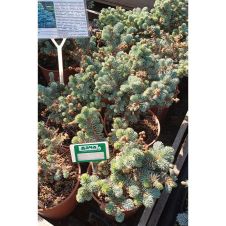 Ель колючая Glauca globosa (Глаука Глобоза) C5 25-35 см