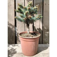 Ель колючая Glauca globosa (Глаука Глобоза) C5 25-35 см