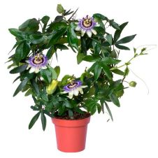 Пассифлора Гэлакси (съедобная) 0,2 г Поиск