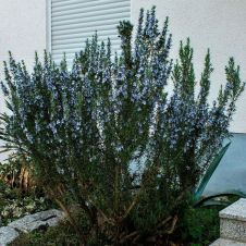 Розмарин 0,01 г Поиск