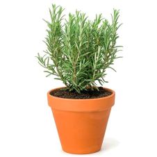 Розмарин 0,01 г Поиск