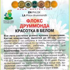 Флокс друммонда Красотка в белом 0,1 г Поиск