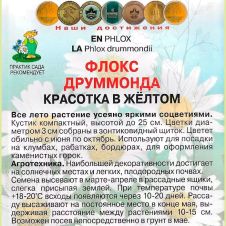Флокс друммонда Красотка в жёлтом 0,1 г Поиск