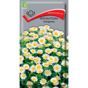 Хризантема Снегурочка 30 шт Поиск