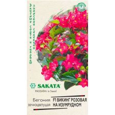 Бегония вечноцветущая Викинг розовая на изумрудном F1 4 шт Гавриш Sakata