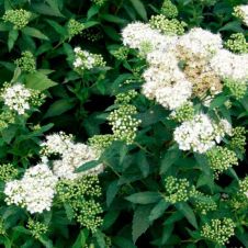 Спирея японская «Albiflora» (Альбифлора) С 0.75