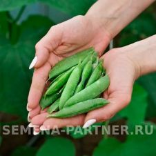 Горох овощной СОМЕРВУД F1 5 г Партнер