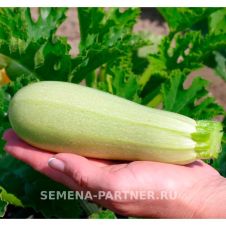 Кабачок МУРЗИК F1 5 шт Партнер