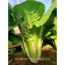 Капуста пекинская Гидра F1, 0,5 г Партнер