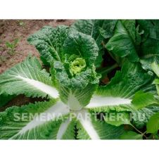 Капуста пекинская Гидра F1, 0,5 г Партнер