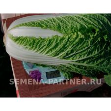 Капуста пекинская Гидра F1, 0,5 г Партнер