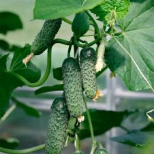 Огурец ДРУЖНЫЙ F1 10 шт Партнер