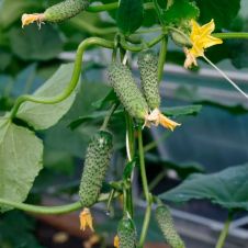 Огурец ДРУЖНЫЙ F1 10 шт Партнер