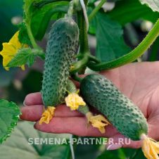 Огурец ДРУЖНЫЙ F1 10 шт Партнер