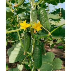 Огурец МОНОЛИТ F1 5 шт Партнер