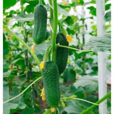 Огурец МОНОЛИТ F1 5 шт Партнер